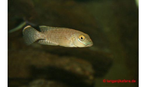 Lamprologus callipterus